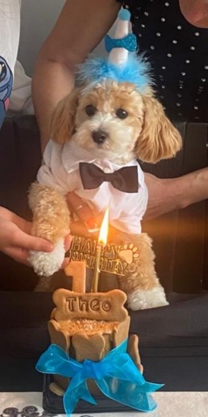 Maltese, Köpek THEO fotoğrafı