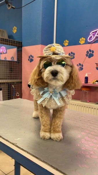 Maltese, Köpek THEO fotoğrafı