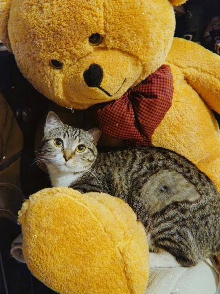 Tekir Kedi, Kedi  Mavi fotoğrafı