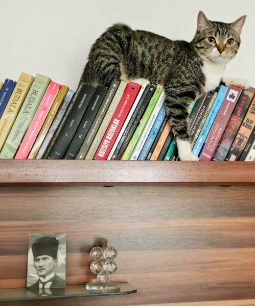 Tekir Kedi, Kedi Mavi fotoğrafı