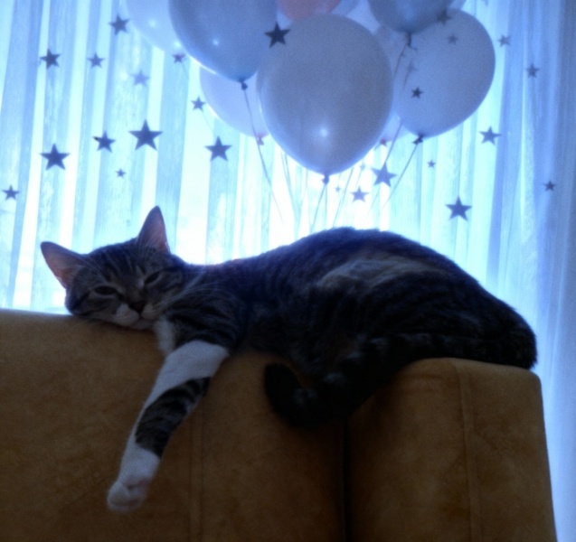 Tekir Kedi, Kedi Mavi fotoğrafı