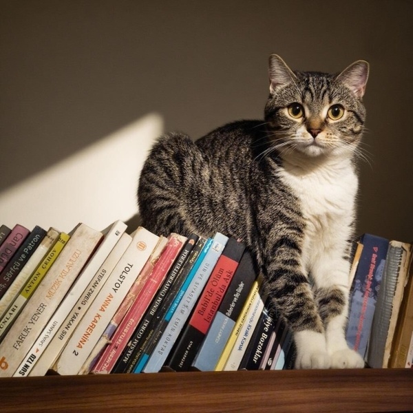 Tekir Kedi, Kedi Mavi fotoğrafı