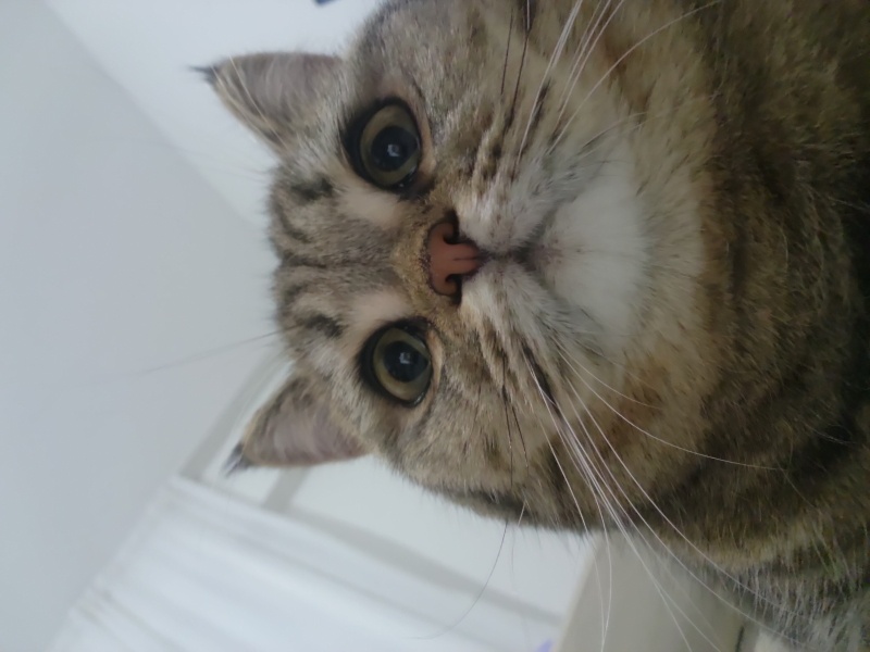 British Shorthair, Kedi  Venüs fotoğrafı