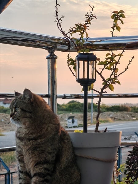British Shorthair, Kedi  Venüs fotoğrafı
