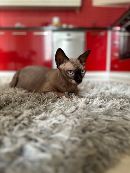 Sphynx, Kedi  Hera fotoğrafı