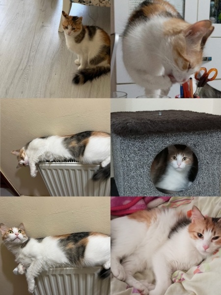 Tekir Kedi, Kedi  Yumak fotoğrafı