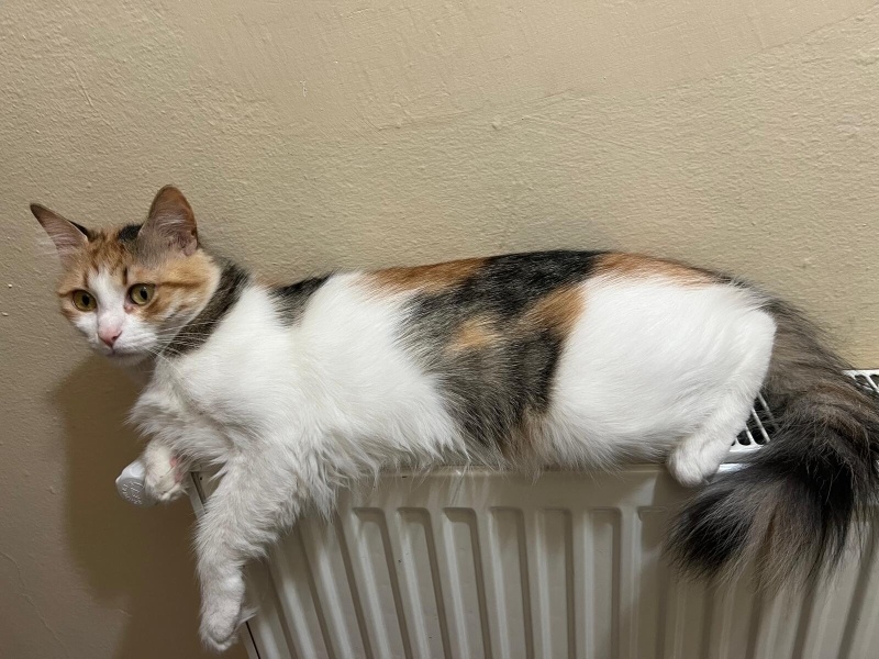 Tekir Kedi, Kedi  Yumak fotoğrafı
