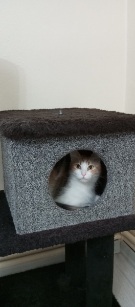 Tekir Kedi, Kedi  Yumak fotoğrafı