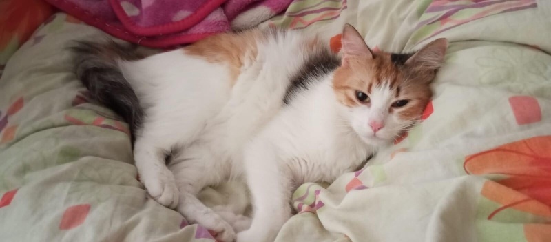 Tekir Kedi, Kedi  Yumak fotoğrafı