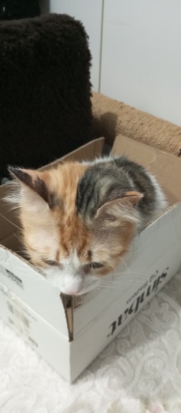 Tekir Kedi, Kedi  Yumak fotoğrafı