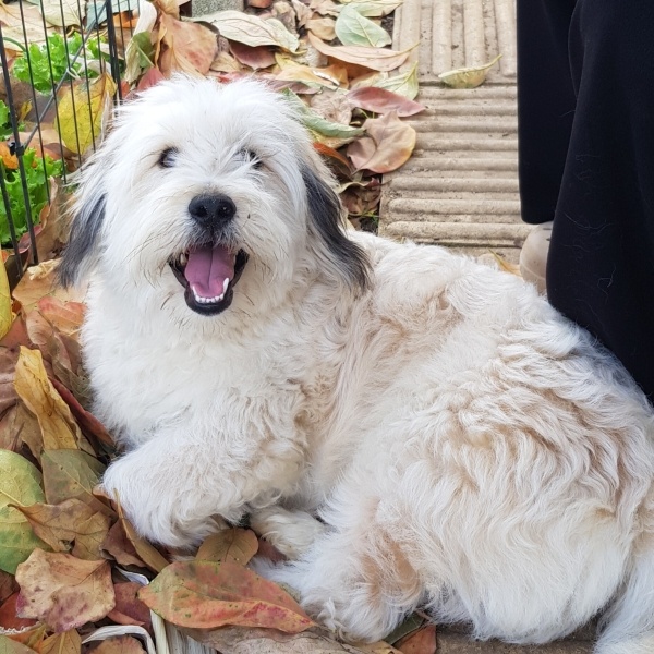 Tibet Terrieri, Köpek Yumak fotoğrafı