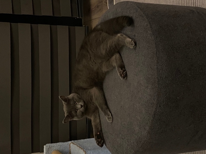 Scottish Fold, Kedi  Zeytin fotoğrafı