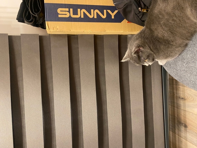 Scottish Fold, Kedi  Zeytin fotoğrafı