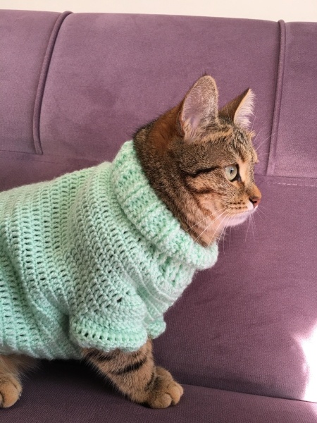 Tekir Kedi, Kedi  venüs fotoğrafı
