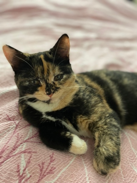 Tekir Kedi, Kedi  Venüs fotoğrafı