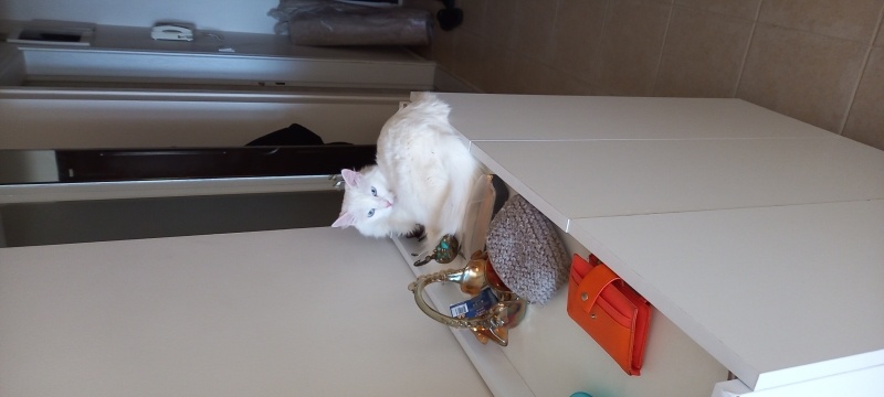 Van Kedisi, Kedi  Hera fotoğrafı