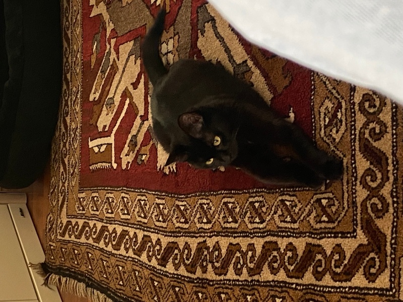 British Shorthair, Kedi  Zeytin fotoğrafı