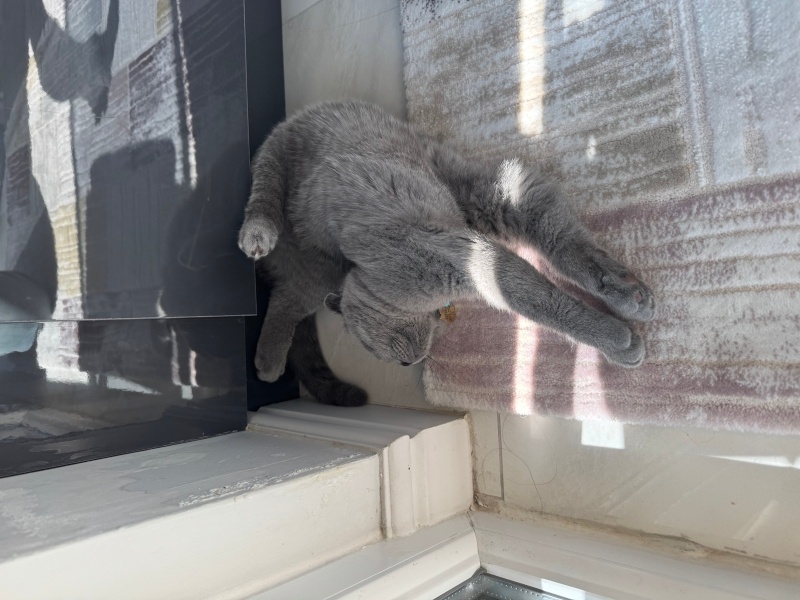Scottish Fold, Kedi  Yumak fotoğrafı