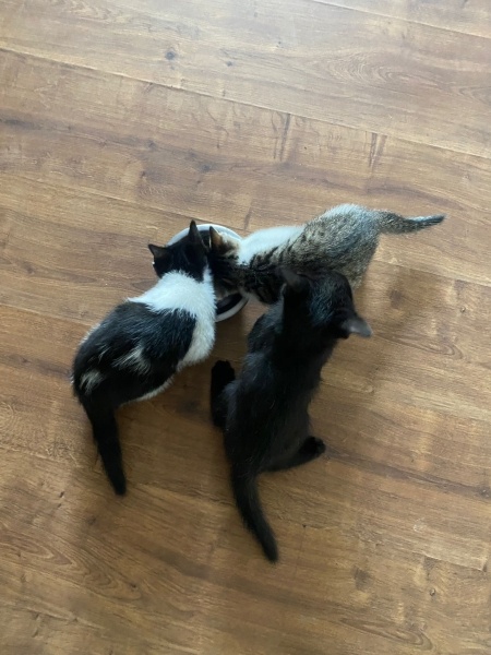 Tekir Kedi, Kedi  zeytin - kaju - fındık fotoğrafı