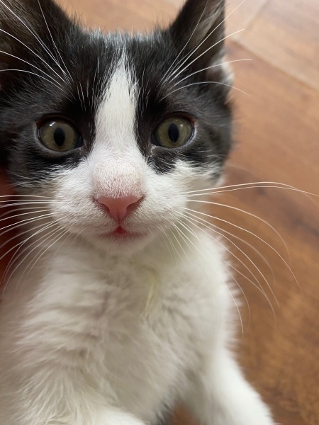 Tekir Kedi, Kedi  zeytin - kaju - fındık fotoğrafı