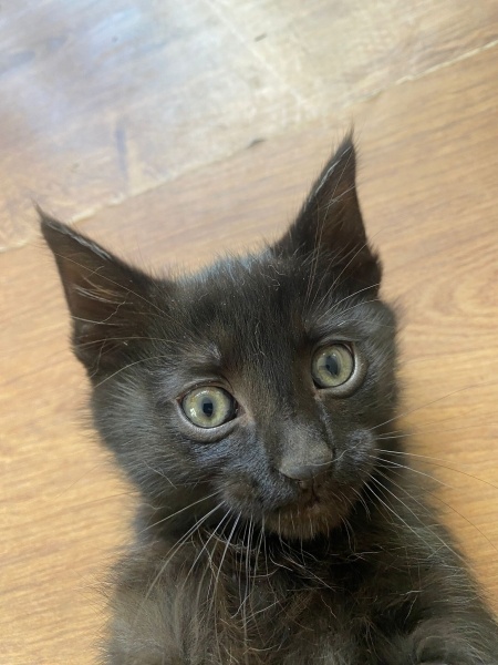 Tekir Kedi, Kedi  zeytin - kaju - fındık fotoğrafı