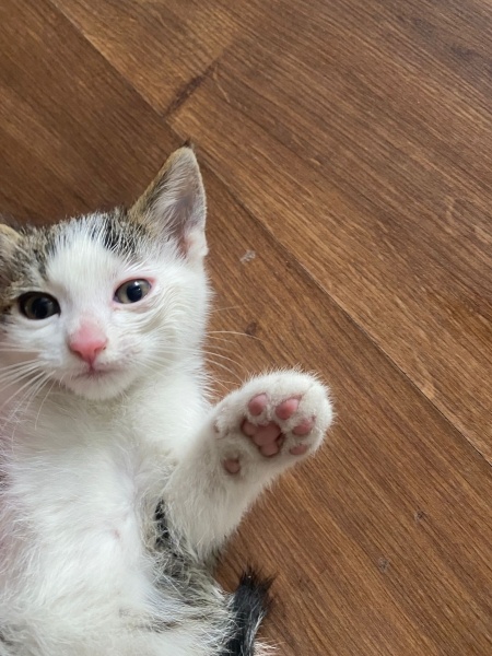 Tekir Kedi, Kedi  zeytin - kaju - fındık fotoğrafı