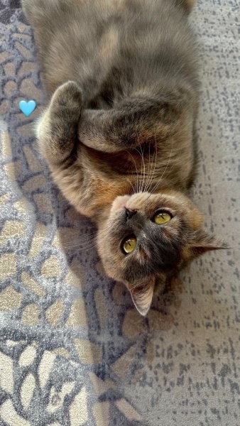 British Shorthair, Kedi  Luna fotoğrafı