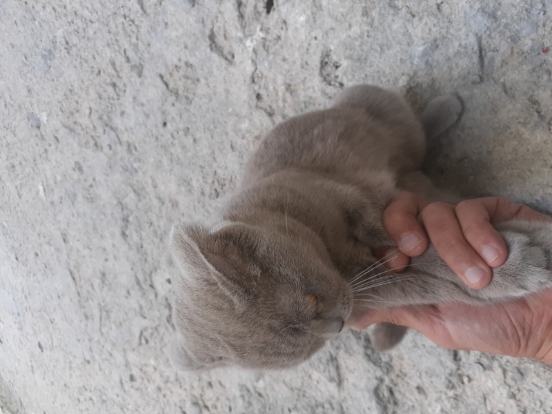British Shorthair, Kedi  Fıstık fotoğrafı