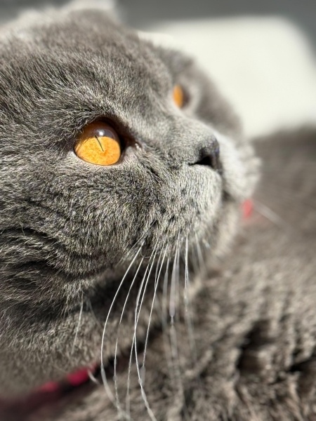 Scottish Fold, Kedi Hades fotoğrafı