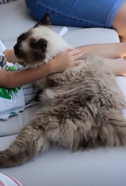 Ragdoll, Kedi  Tarçın fotoğrafı