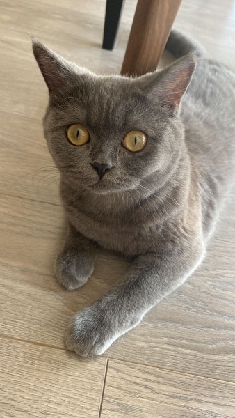 British Shorthair, Kedi  HERA fotoğrafı