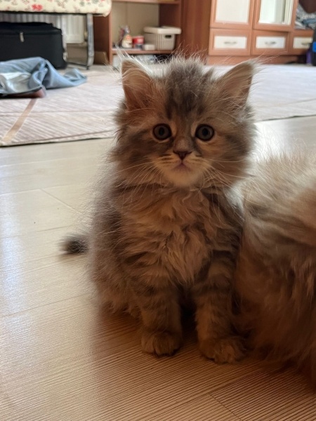 British Longhair, Kedi  Yumak fotoğrafı
