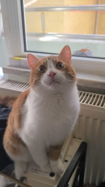 Sarman, Kedi Kavun fotoğrafı