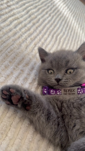 British Shorthair, Kedi Tefek fotoğrafı