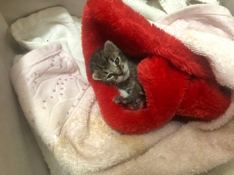 Tekir Kedi, Kedi Mocha fotoğrafı