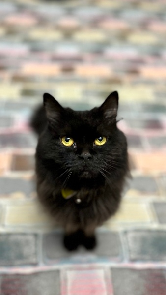 Bombay, Kedi Cindy fotoğrafı