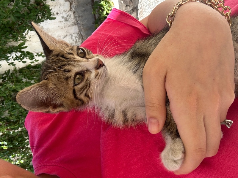 Tekir Kedi, Kedi çığlık fotoğrafı