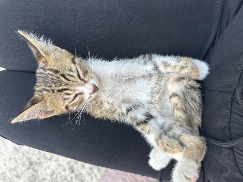 Tekir Kedi, Kedi çığlık fotoğrafı