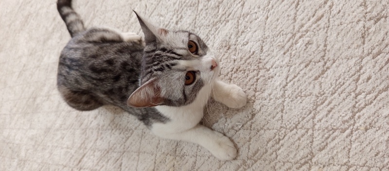 Tekir Kedi, Kedi Anne british baba melez fotoğrafı