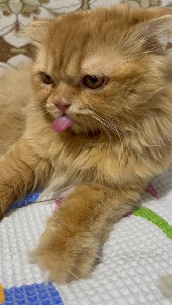 Sarman, Kedi İcardi fotoğrafı