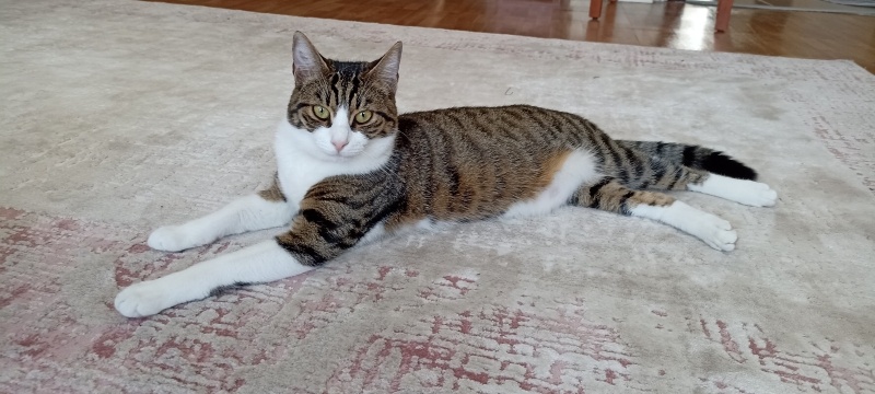 Tekir Kedi, Kedi Yuki fotoğrafı