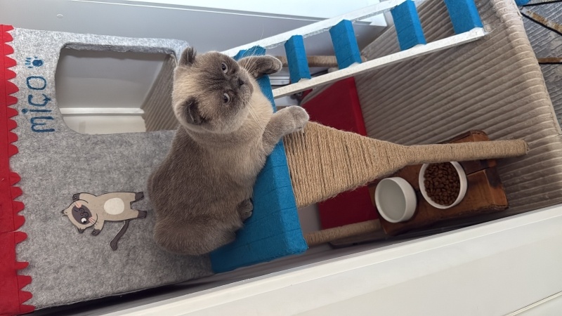 Scottish Fold, Kedi Miço fotoğrafı