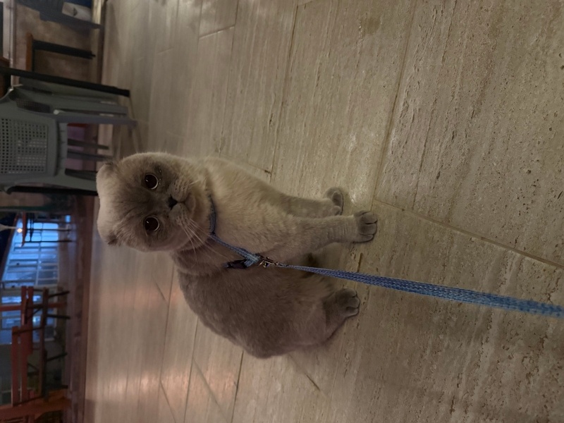 Scottish Fold, Kedi Miço fotoğrafı