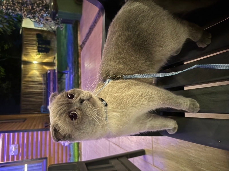 Scottish Fold, Kedi Miço fotoğrafı