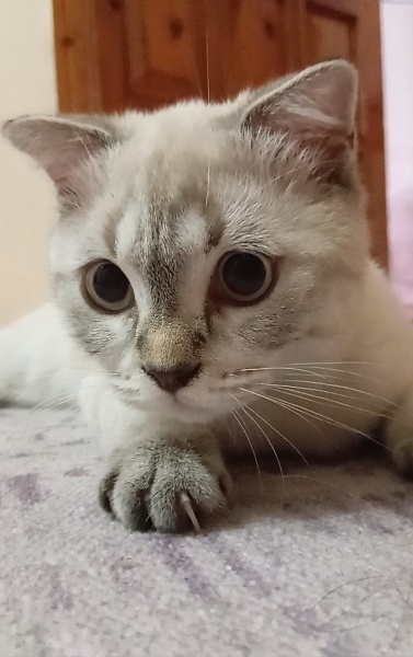 Scottish Fold, Kedi Güneş fotoğrafı