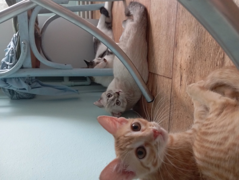 Scottish Fold, Kedi Güneş fotoğrafı