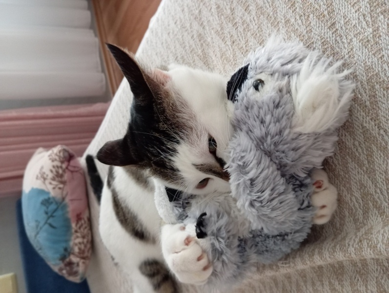 Tekir Kedi, Kedi Halo fotoğrafı