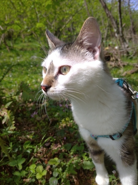 Tekir Kedi, Kedi Halo fotoğrafı