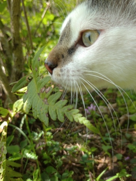Tekir Kedi, Kedi Halo fotoğrafı