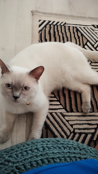 British Shorthair, Kedi Simba fotoğrafı